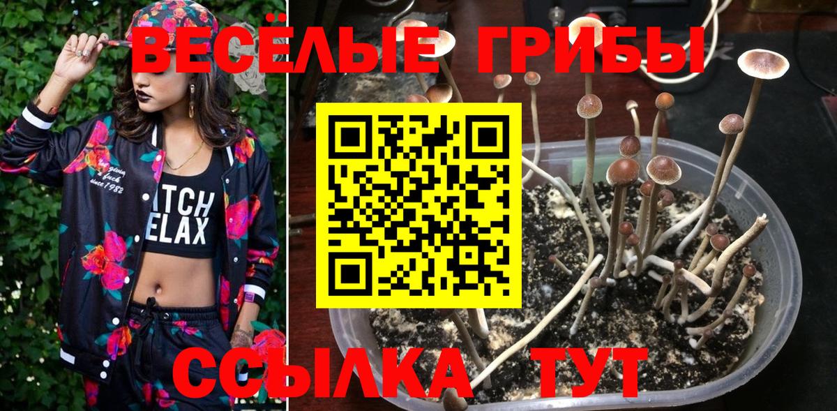 Новотроицк  Галлюциногенные грибы Psilocybine cubensis  Вход с VPN 